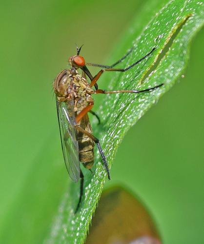 Empis livida